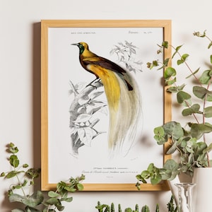 Impresión de ave del paraíso, póster de aves, pintura de animales antiguos, póster de dibujo vintage, ilustraciones vintage de aves, arte vintage para sala de estar