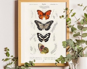 Vintage Butterfly Art Print, Charles Dessalines Orbigny Illustration