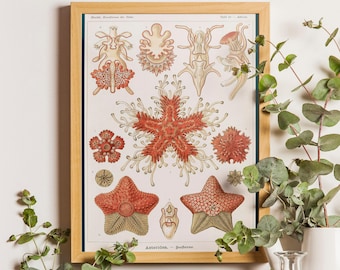 Vintage Starfish Print - Ernst Haeckel Asteridea, Sea Life Poster