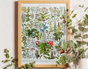 Vintage Medicinal Plant Print, Botanical Illustration, Kitchen Decor
