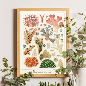 Impresión vintage de coral marino, Gran Barrera de Coral, póster de la Gran Barrera de Coral, arte de la Gran Barrera de Coral, póster de Australia, arte de Australia, arte de playa,