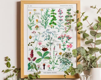 Vintage Botanical Print – Digestive Plants Science, Kitchen Wall Art