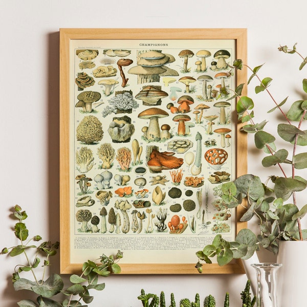 Impression de science des champignons 1909, affiche d'Adolphe Millot, impression botanique, impression de champignons, affiche de champignons, affiche Larousse, champignons vintage