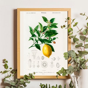 Vintage Lemon Print, Lemon poster, Botanical Floral Wall Art Decor, Botanical Print, Fruit Print, Gift Idea, Vintage Poster, Gift for Mom