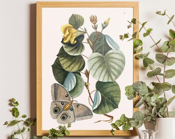 Vintage Butterfly Botanical Art Print | Mark Catesby Illustration