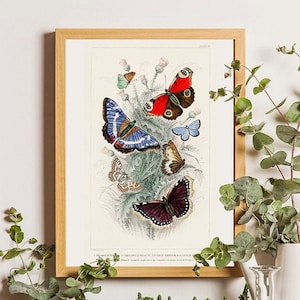 Butterfly print, Botanical print, Vintage Botanical, Vintage Butterfly Wall Art, Butterfly Decor, Butterfly Wall Art, Natural History Art