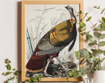 Vintage Audubon Wild Turkey, Bird Print, Turkey Print, Audubon Bird Prints, Farmhouse Decor, Rustic Decor, Audubon Bird Posters, Giclee