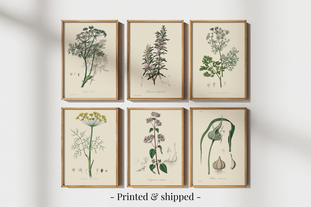 Vintage Herbs Print Set, Botanical Kitchen Gallery Wall Art - Etsy