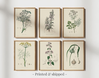 Vintage Herbs Print Set, Botanical Kitchen Gallery Wall Art