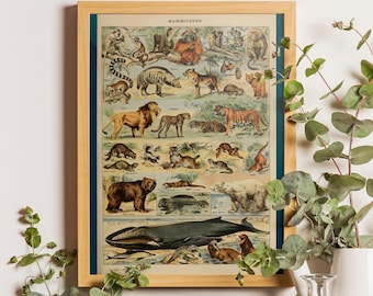 Vintage Mammals Chart Print, Adolphe Millot Scientific Illustration