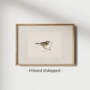 Antique bird prints set of 6, featuring vintage botanical illustrations perfect for a gallery wall. Farmhouse wall art style, ideal canvas art for living room wall decor. Printed and shipped.