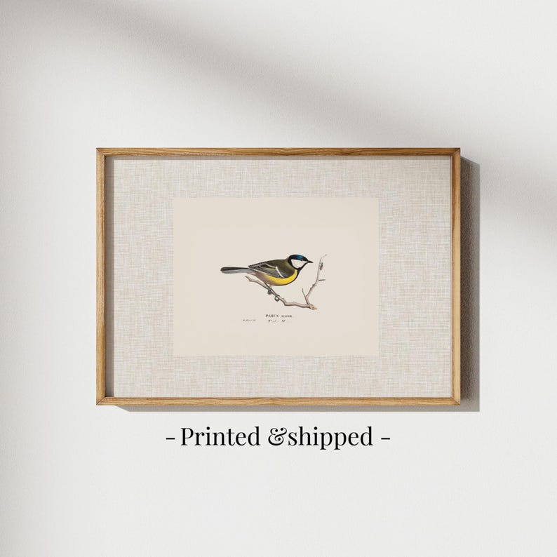 Antique bird prints set of 6, featuring vintage botanical illustrations perfect for a gallery wall. Farmhouse wall art style, ideal canvas art for living room wall decor. Printed and shipped.