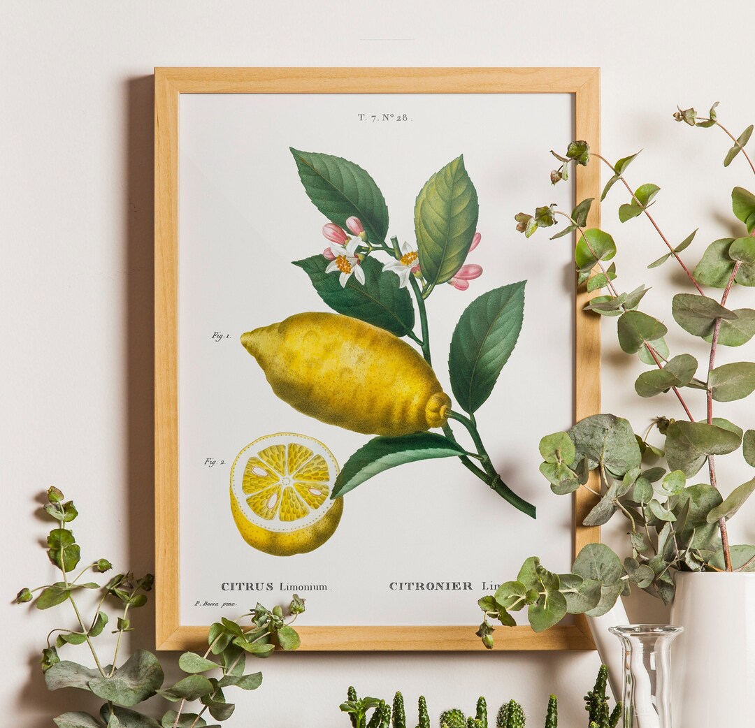 Vintage Lemon Print, Lemon Botanical Print, Lemon Botanical Art Print ...
