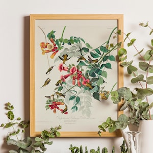 Vintage Audubon Ruby Throated Hummingbirds, Bird Prints, Botanical Print, Vintage Birds, Audubon Bird Print, Hummingbirds print, Hummingbird