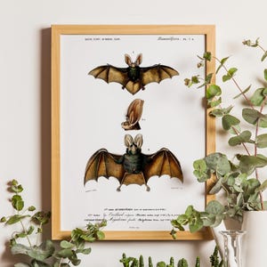 Ilustración de murciélagos, Impresión de murciélagos, Arte de Orbigny, Póster de murciélagos vampiro, Impresión científica, Regalo científico, Impresión educativa de murciélagos, Póster vintage, Arte de murciélagos
