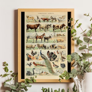 Póster de animales, Animales domésticos, Diagrama educativo, Ilustración de Adolphe Millot, Lámina vintage de animales, Póster de animales, Arte botánico