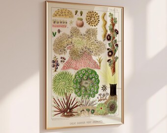 May include: A framed scientific wall print titled Great Barrier Reef Anemones, featuring detailed, colorful illustrations of various sea anemones and coral species arranged on a cream background with numbered labels.