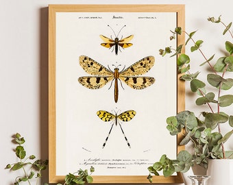 Vintage Insects Print, Vintage Butterfly, Insects Art, Orbigny art, Insects Poster, Butterfly Print, Entomology, Natural History Art, Gift