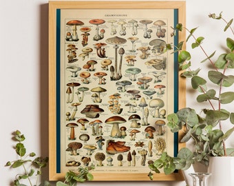 Vintage druk botaniczny grzyby nauka 1909-wystrój kuchni sztuka botaniczna Larousse drukuje plakat grzybowy plakat Millot