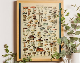 Vintage druk botaniczny grzyby nauka 1909-wystrój kuchnia sztuka botaniczna Larousse drukuje plakat grzybowy plakat Millot