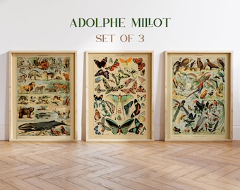 Adolphe Millot Set of 3 prints, Millot Prints, Vintage Butterfly Print, Animal Prints, Vintage Bird Print, Kitchen Decor, Gallery Wall Set