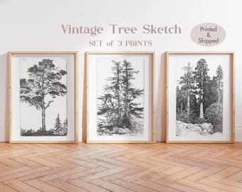 Vintage Tree Etching Print Set: Antique Forest Sketch Art