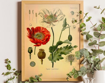 Czerwony mak, Antyczny nadruk, Druk kwiatowy, Botaniczny print, Vintage print, Vintage Botanical Print, Red Poppy print, Botanical Poster