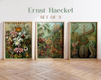 Ernst Haeckel Biology Prints, Set of 3, Vintage Ocean Life Art