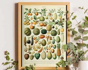 Adolphe Millot Fruits Vintage Poster, Botanical Kitchen Art