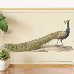 Vintage Peacock Watercolor Art, Vintage art, Botanical Art, Bird Art Print, Peacock Art, Peacock Print, Peacock Poster, Vintage bird print