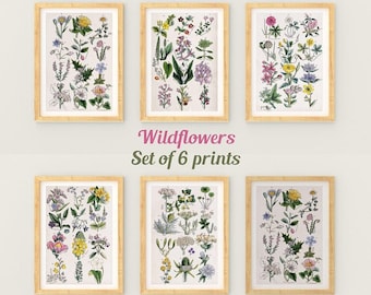 Set of 6 Vintage Wildflower Botanical Art Prints, Farmhouse Decor