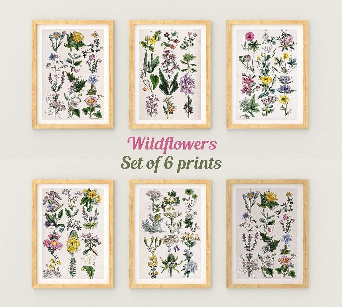 Set of 6 Vintage Wildflower Botanical Art Prints, Farmhouse Decor - Etsy