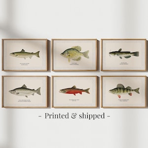 Vintage Fish Gallery Wall Set of 6 Prints Fish Painting Coastal Wall Art Lake House Decor Nautical Wall Art Fish Wall Art Nautical Decor