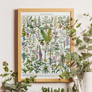 Vintage Medicinal Plant Print: Herbalist Wall Art