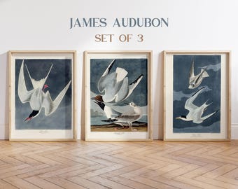 Audubon Bird Prints, Coastal Wall Art, Vintage Bird Set of 3