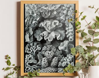 Ernst Haeckel Coral Print, Vintage Ocean Scientific Illustration