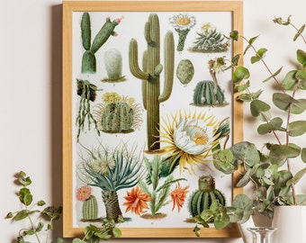 Antique 1800s Cactus Chart Poster Art Print Illustration Scientific Chart Botanical Botany Plants Print Cacti Succulents Vintage cactus art