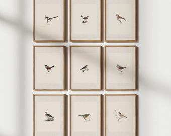 Vintage Bird Print Set, Neutral Gallery Wall Art, Set of 9