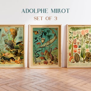 Millot Set of 3 Prints, Vintage Oceanography Print, French Fish Poster, Ocean Print, Beach House Decor, Marine Wall Art, Sea Life Poster