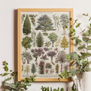 Wald Wandkunst, Larousse Wald Poster, Walddruck, botanischer Druck, alte Buchseite, antike Buchseite, Botanik Poster, Vintage Buchseite