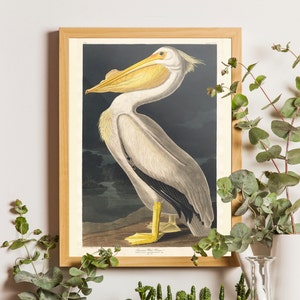 Vintage Audubon American Pelican, Bird Print, Giclee, Art Print, Poster, Beach Art, Coastal Art, Audubon Bird Prints, Illustration, Sea Bird