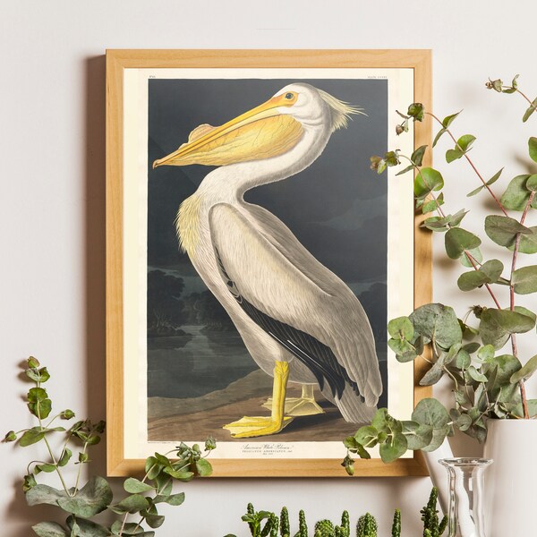 Audubon Bird Print - Etsy