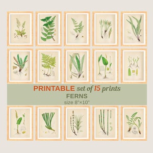 Set von 15 Farn Bilder #2, botanische Wand Kunst Far Poster Farn Illustrationen Natur Kunst botanische Instant Download digitales Bild