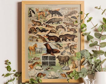 洋書 CLASSIC NATURAL HISTORY PRINTS MAMMALS 洋書 CLASSIC NATURAL HISTORY PRINTS MAMMALS Vintage Classic