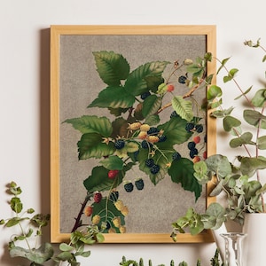 Blackberry Art Print, dauwbraamprint, botanische kunst, botanische print, botanische illustratie, boerderijkunst, keukenkunst, vintage poster