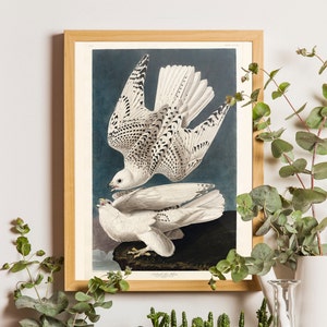 Lámina de aves Audubon - Halcón islandés (Falco islandicus) - Lámina vintage de aves, póster de aves, giclée, arte playero, arte costero, lámina de aves marinas