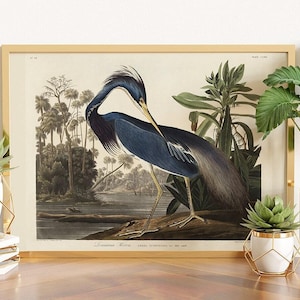 Audubon Print Louisiana Heron, Home Decor, Beach Cottage Decor, Nature Art, Sea Bird Print, Bird Prints, Nautical Living Room vintage art