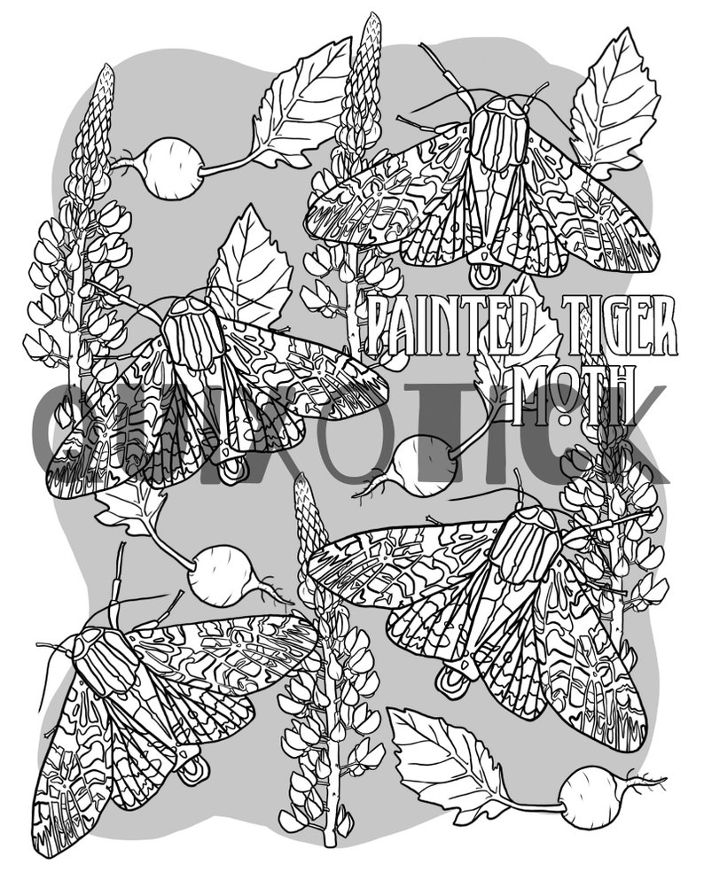 5 Moth Colouring Pages Bundle 4 Instant Download Features 5 Etsy