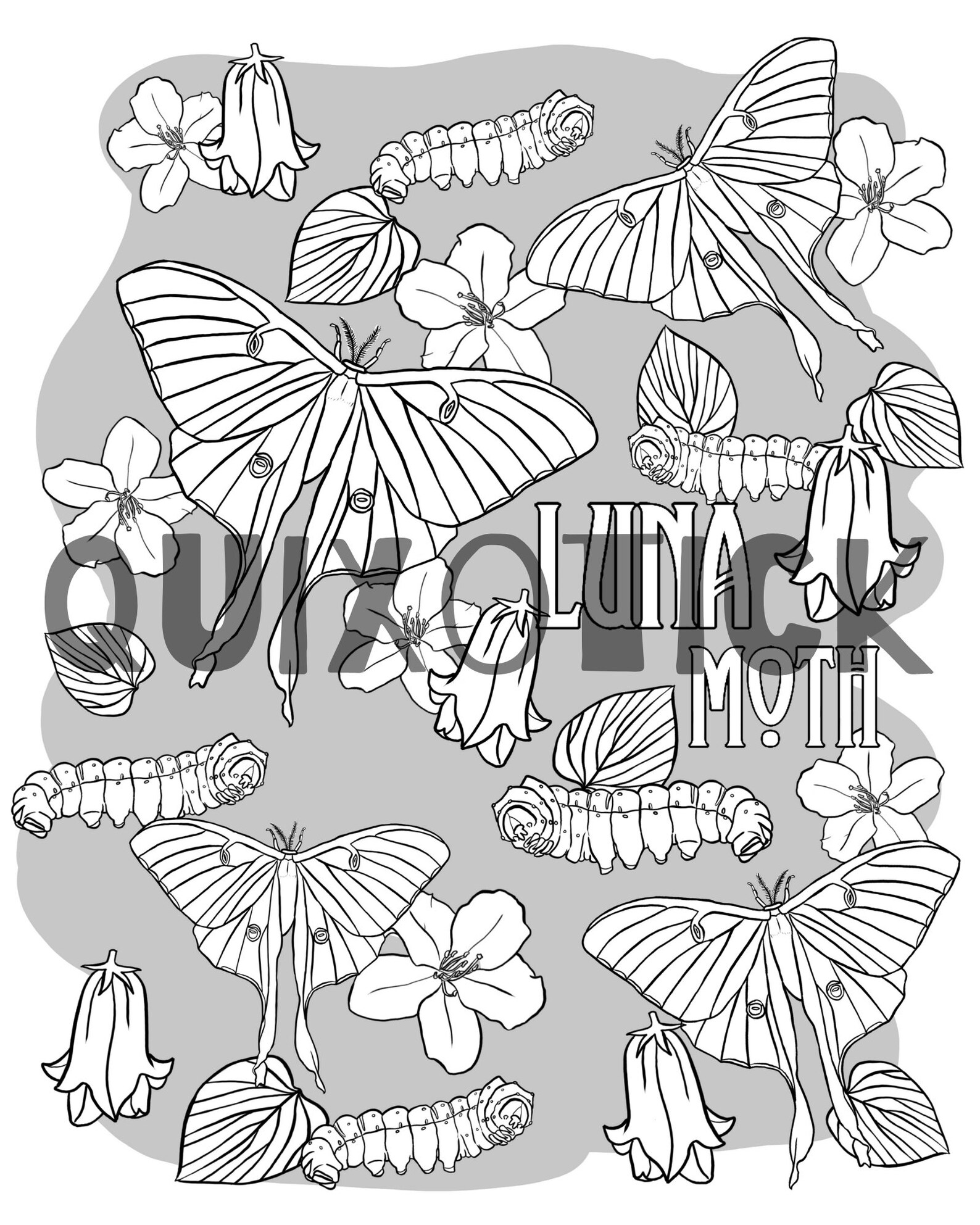 5 Moth Colouring Pages Bundle 3 Instant Download Features 5 Etsy