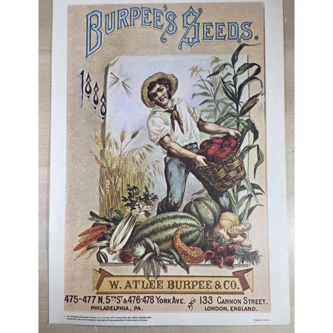 Burpees Seeds Ad 1977 Reprint of 1888 Vintage Print of Man Etsy